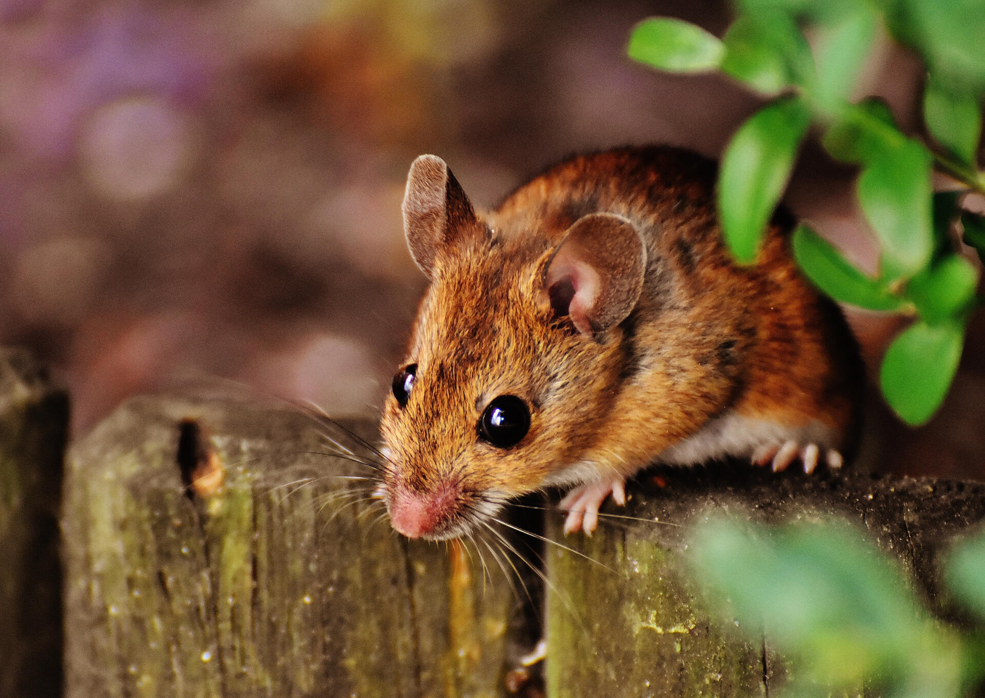 Mice Control Edmonton