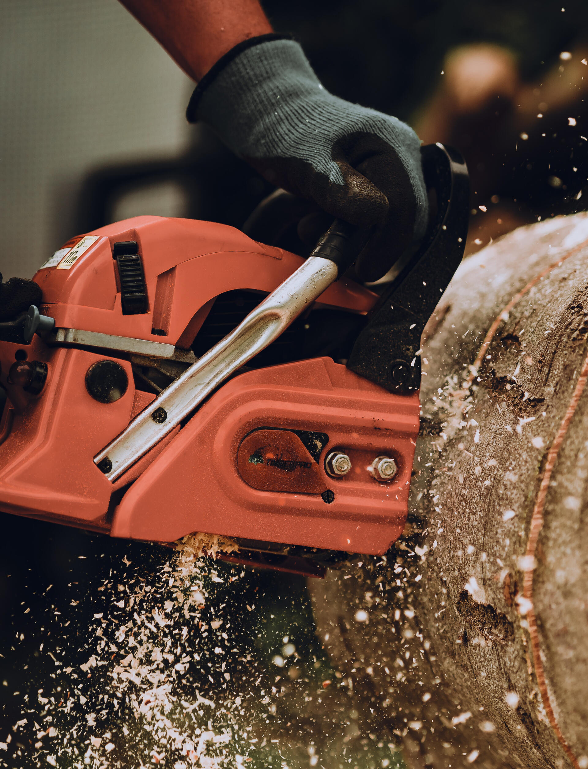 Tree Care Services Edmonton